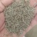 牛膝种子，怀牛膝种子，5斤以上非边远地区包邮！