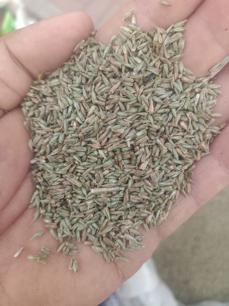 牛膝种子，怀牛膝种子，5斤以上非边远地区包邮！