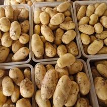 【推荐】山东精品黄心土豆产地直发全年有货对接全国