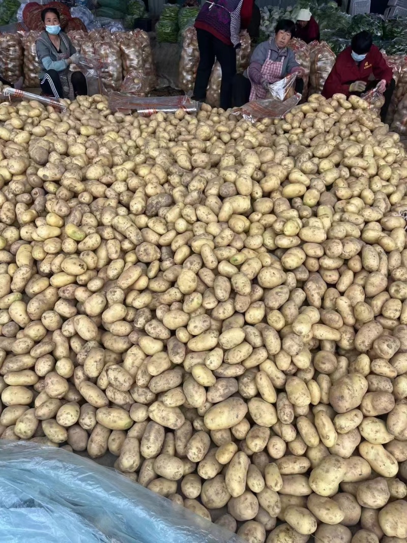 【推荐】山东精品黄心土豆产地直发全年有货对接全国