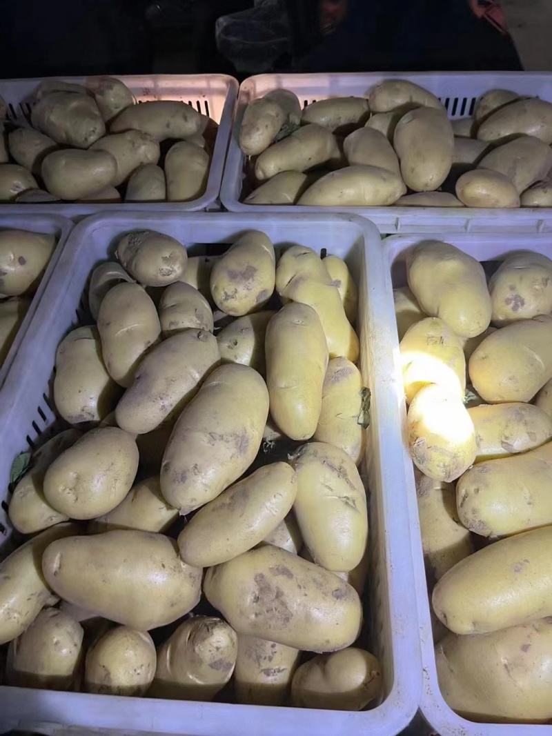 【推荐】山东精品黄心土豆产地直发全年有货对接全国