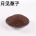 中药材月见草子山芝麻子月见草籽