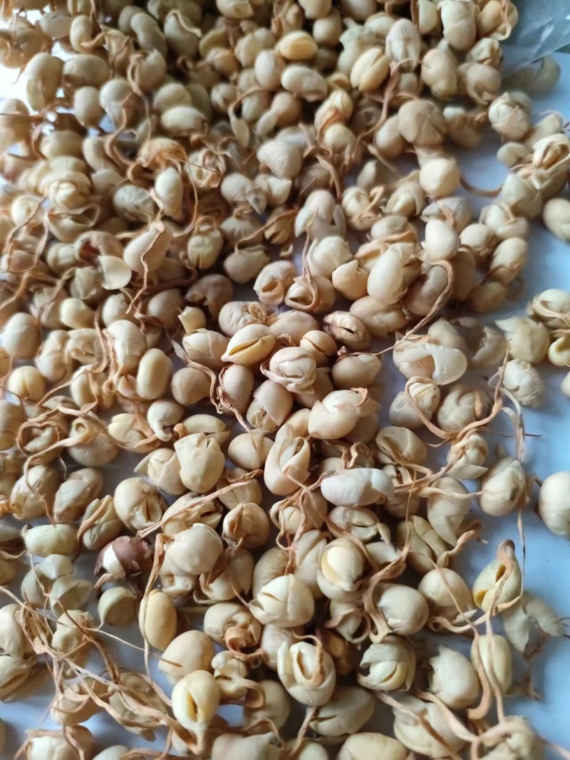 黄豆卷豆黄卷祥泰药材栈中药材批发零售实物拍摄量多从优