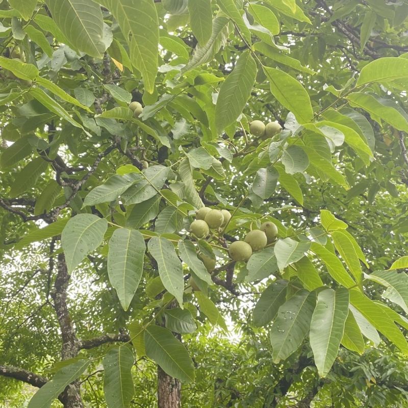 热销，四川大凉山青皮核桃，实力代办，一手货源