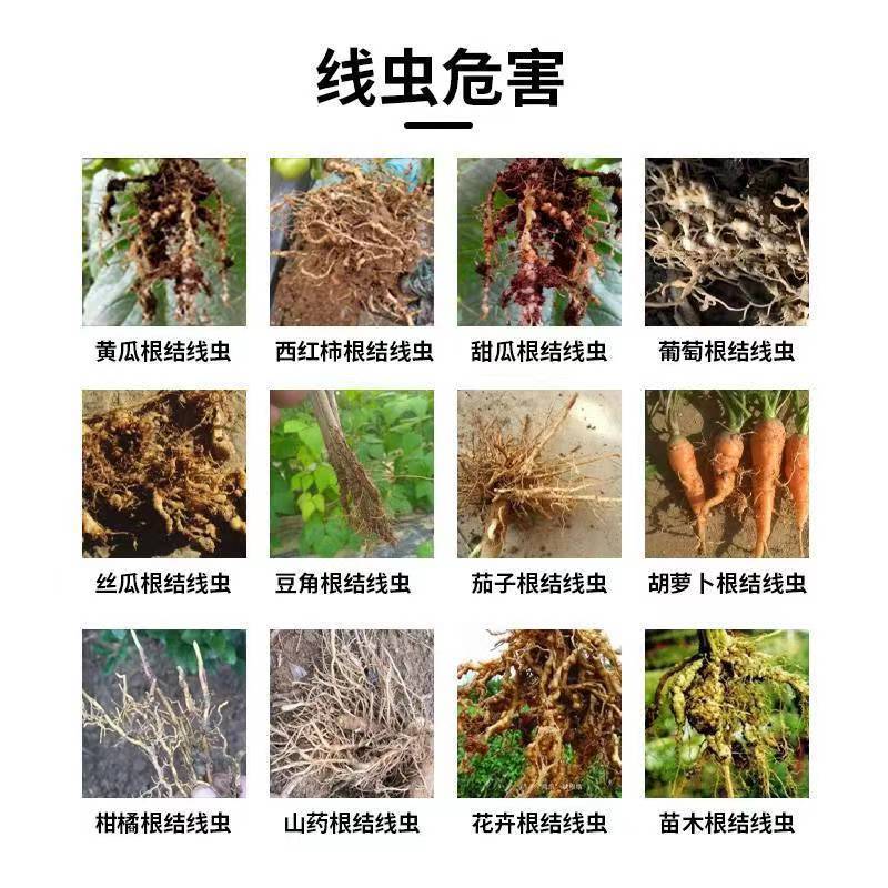 根结线虫专用药杀虫杀卵不伤根不伤苗阿维菌素·寡糖噻唑膦