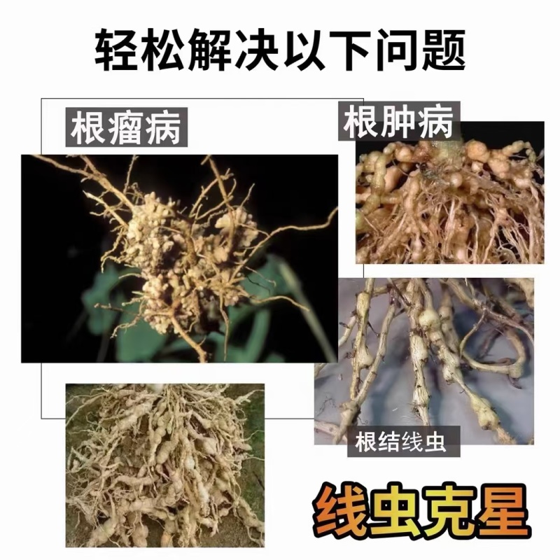 根结线虫专用药杀虫杀卵不伤根不伤苗阿维菌素·寡糖噻唑膦