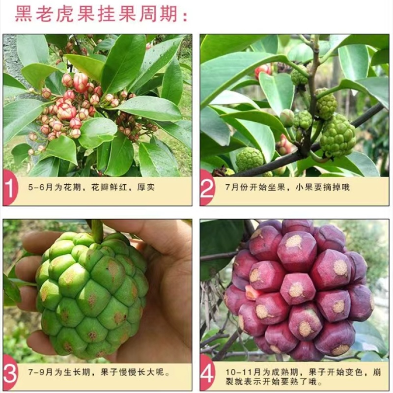 黑老虎果苗是一种**的水果苗，其果实营养丰富，外观奇特，