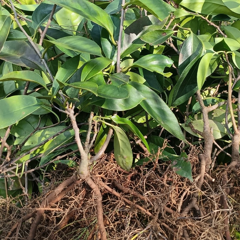 黑老虎果苗是一种**的水果苗，其果实营养丰富，外观奇特，