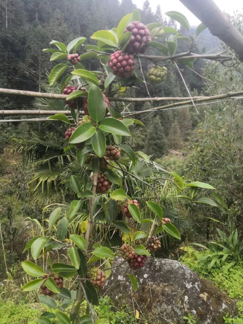 黑老虎果苗是一种**的水果苗，其果实营养丰富，外观奇特，