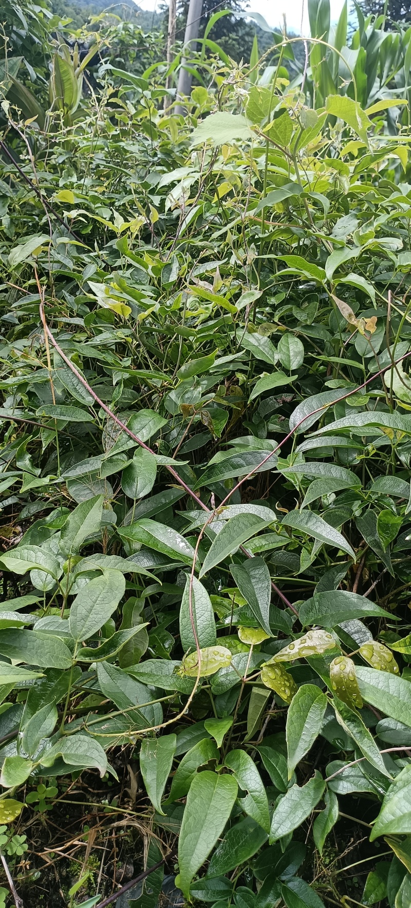 黑老虎果苗是一种**的水果苗，其果实营养丰富，外观奇特，
