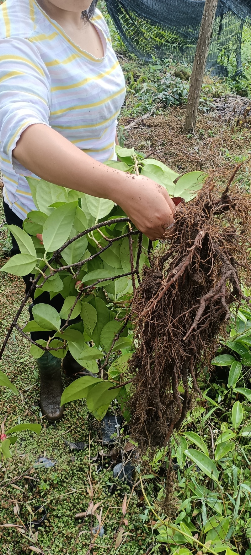 黑老虎果苗是一种**的水果苗，其果实营养丰富，外观奇特，