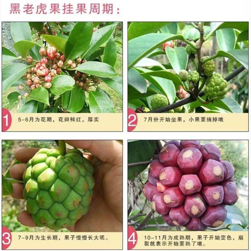 黑老虎果苗是一种**的水果苗，其果实营养丰富，外观奇特，