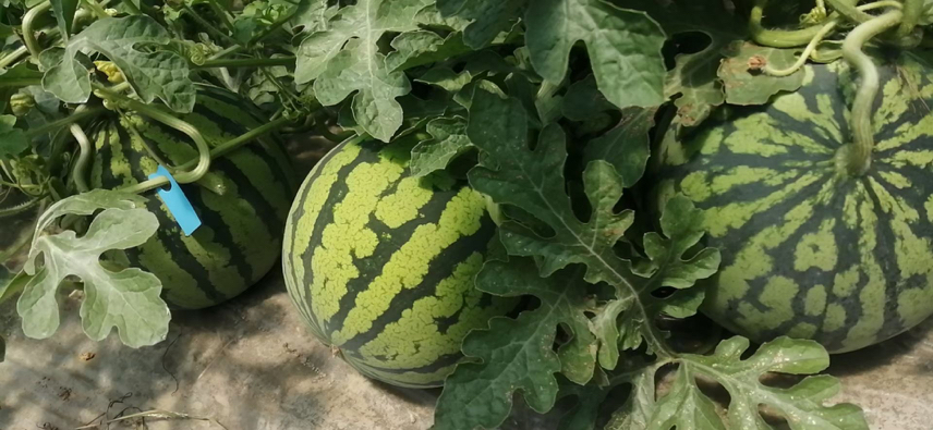 美都西瓜田间种植实景