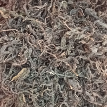 老鹰茶