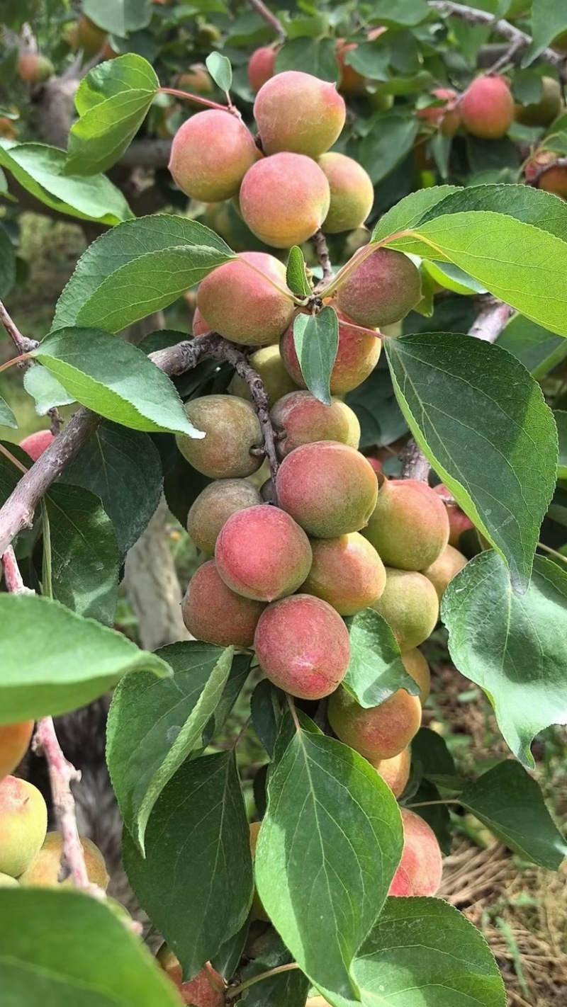 新疆阿克苏四团吊干杏，小红杏产地直发，空运配送