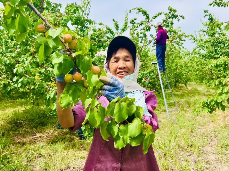 新疆阿克苏四团吊干杏，小红杏产地直发，空运配送