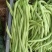 甘肃陇南豆王架豆王豆角产地直供量大从优全国发货