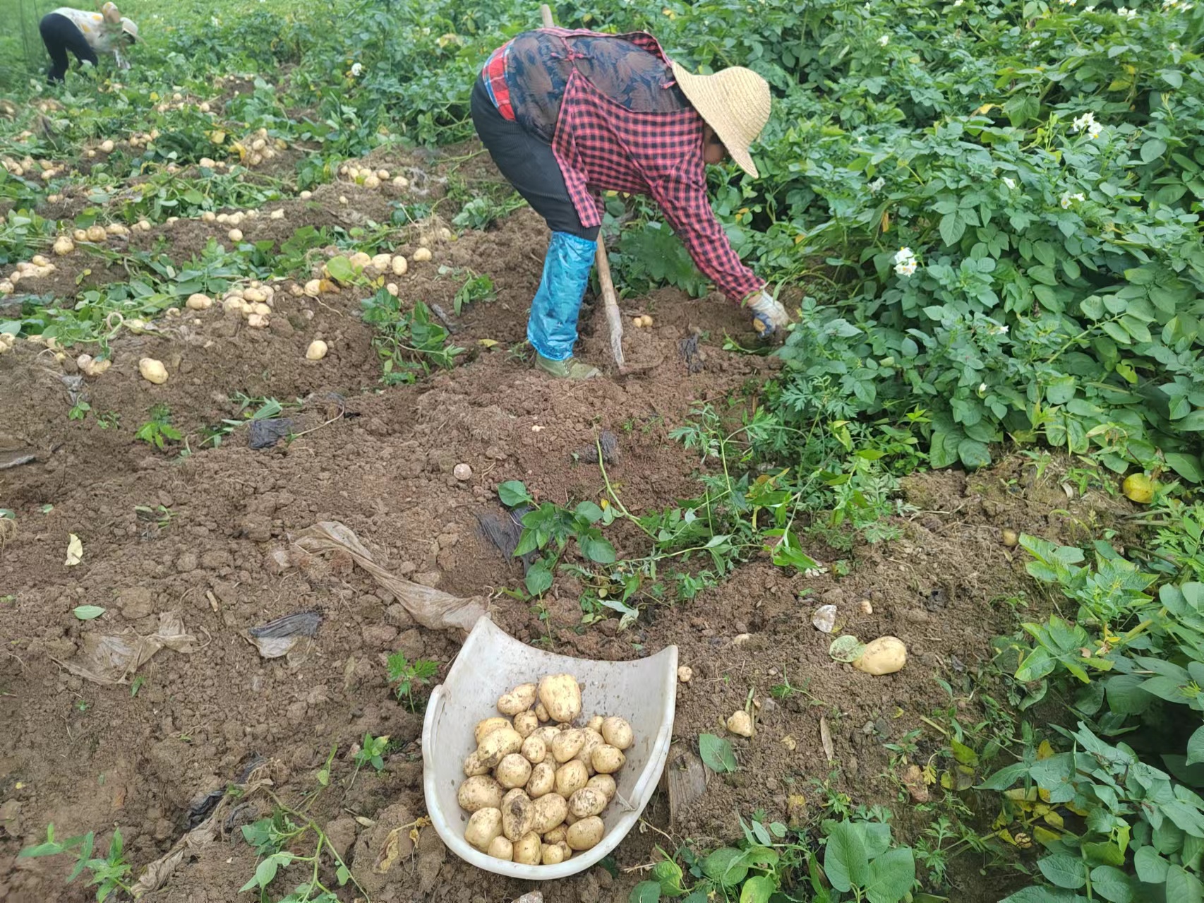 土壤检测人员正在田间取样分析 小黄姜种植土壤检测