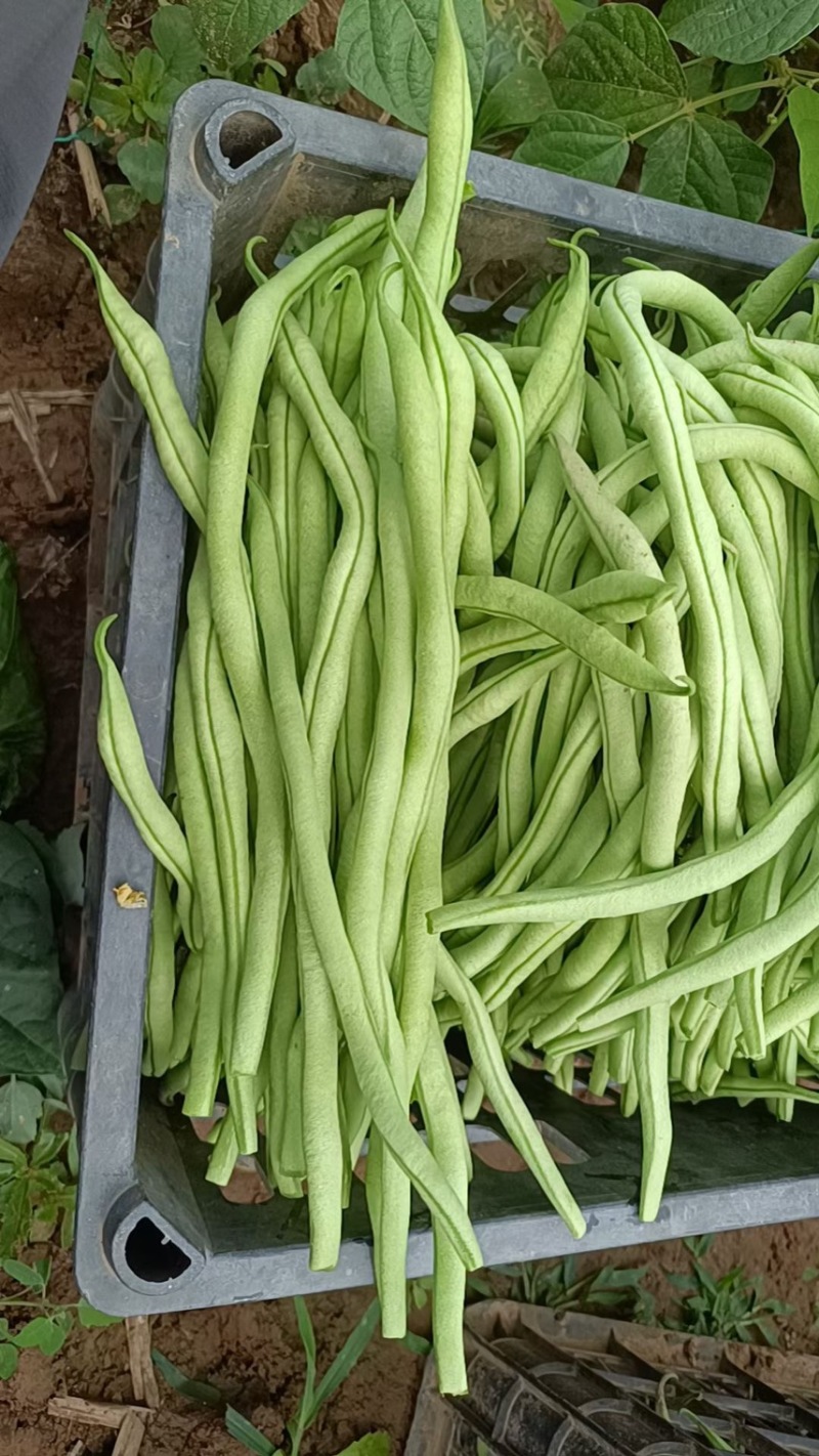 甘肃陇南豆王架豆王豆角产地直供量大从优全国发货