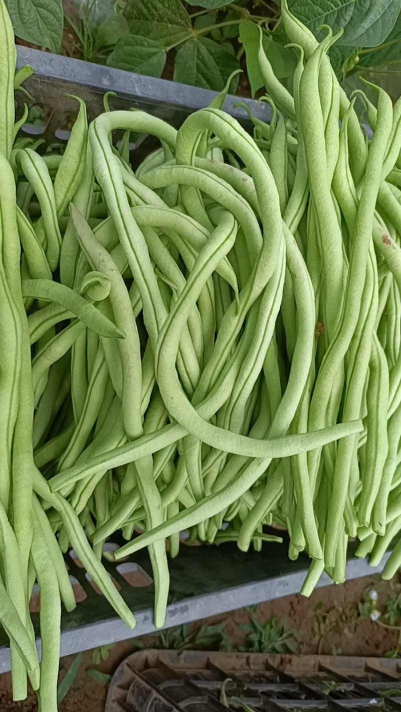 甘肃陇南豆王架豆王豆角产地直供量大从优全国发货