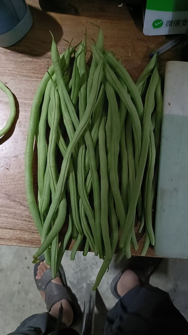 甘肃陇南豆王架豆王豆角产地直供量大从优全国发货