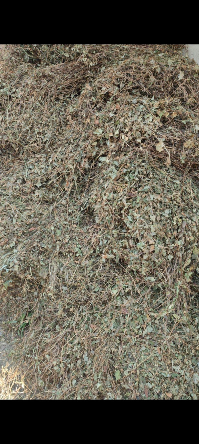 2014年大别山纯野生鱼腥草产新上市中……