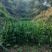 阳荷30亩