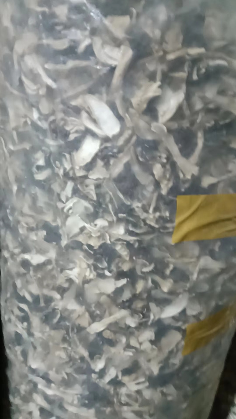 大球盖菇干货，自家基地直发，量大从优可视频看货欢迎选购