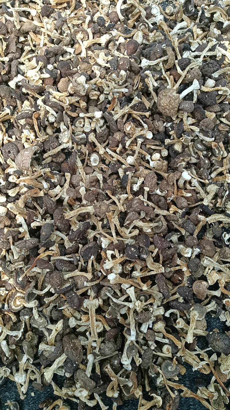 大球盖菇干货，自家基地直发，量大从优可视频看货欢迎选购