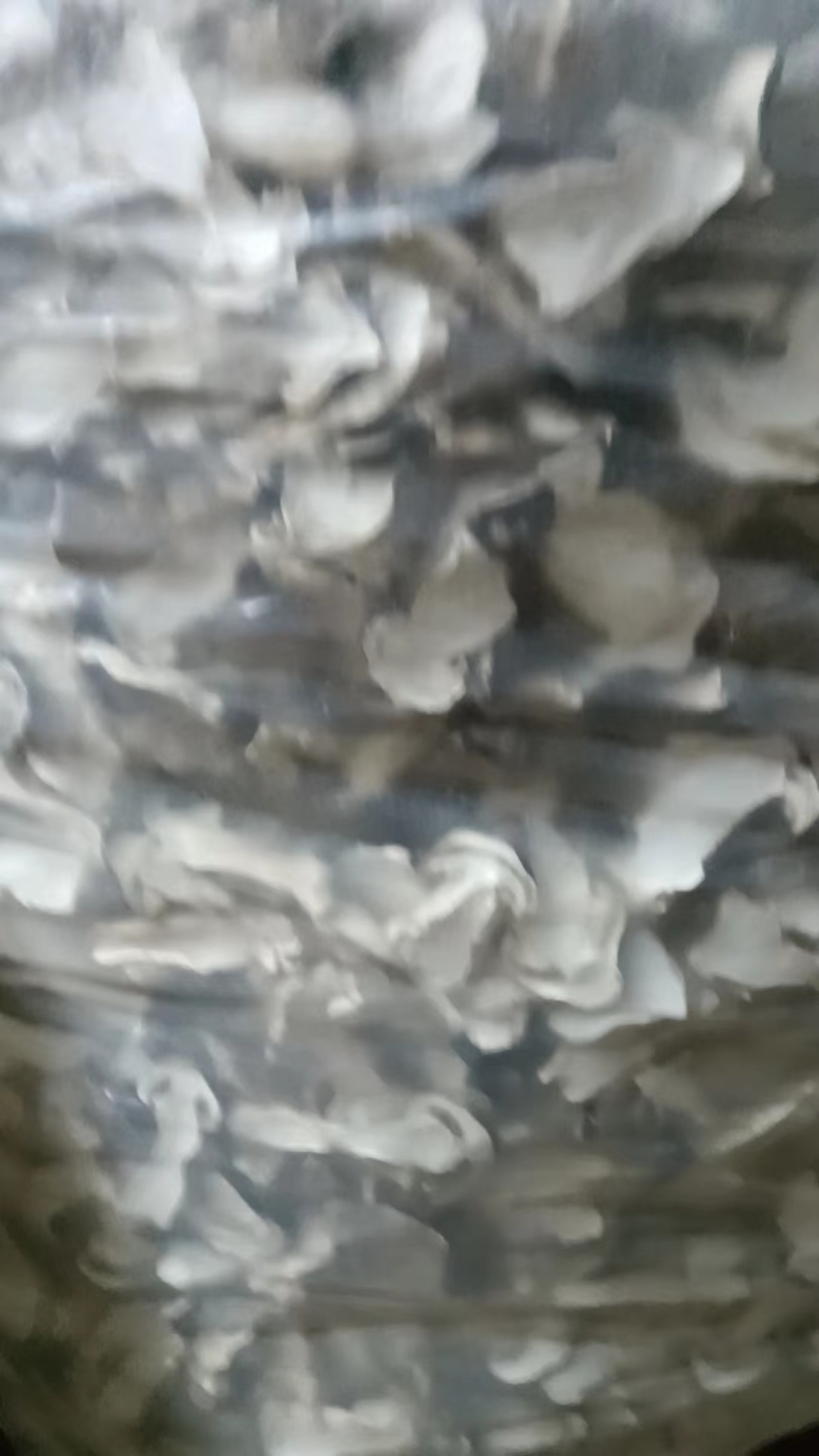大球盖菇干货，自家基地直发，量大从优可视频看货欢迎选购