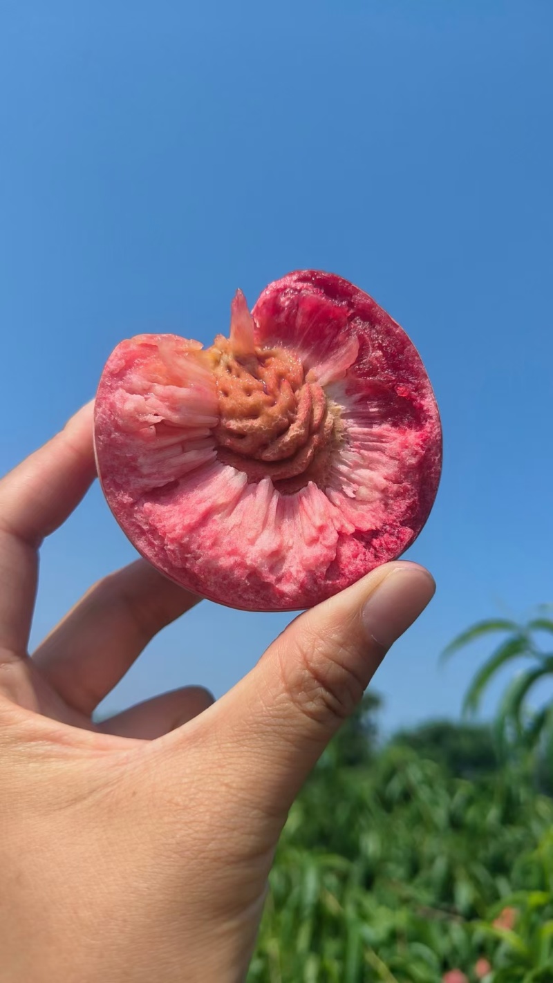 湖北血桃，口感纯甜，产地直供，全国可发货