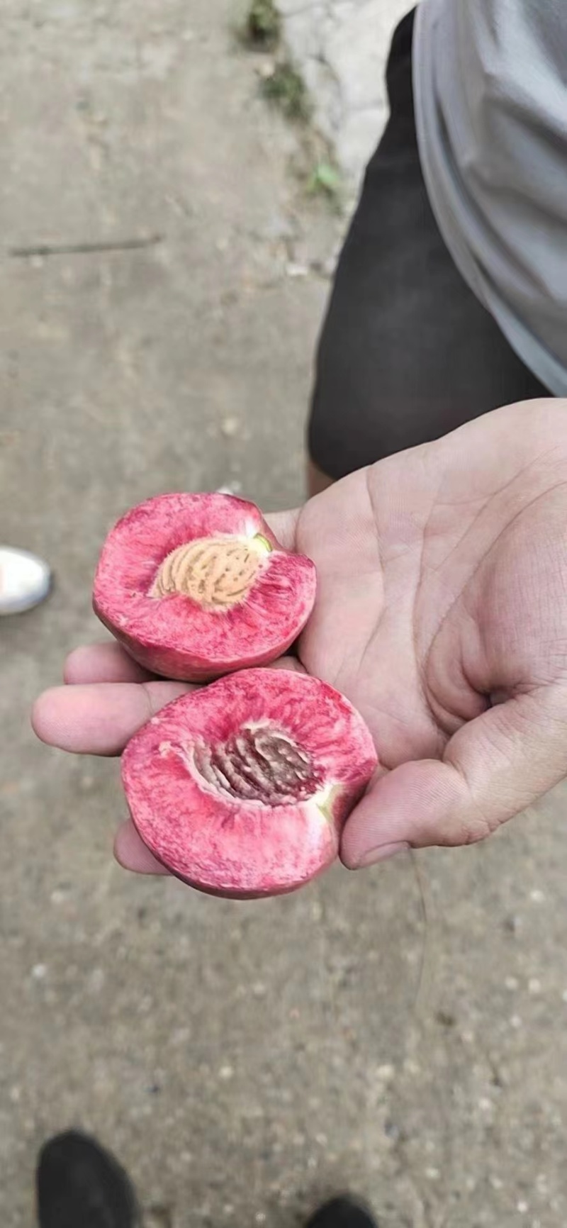 湖北血桃，口感纯甜，产地直供，全国可发货
