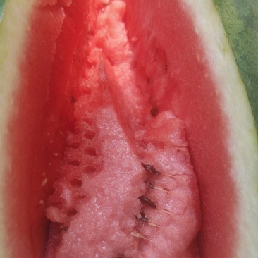 自家种植超甜西瓜