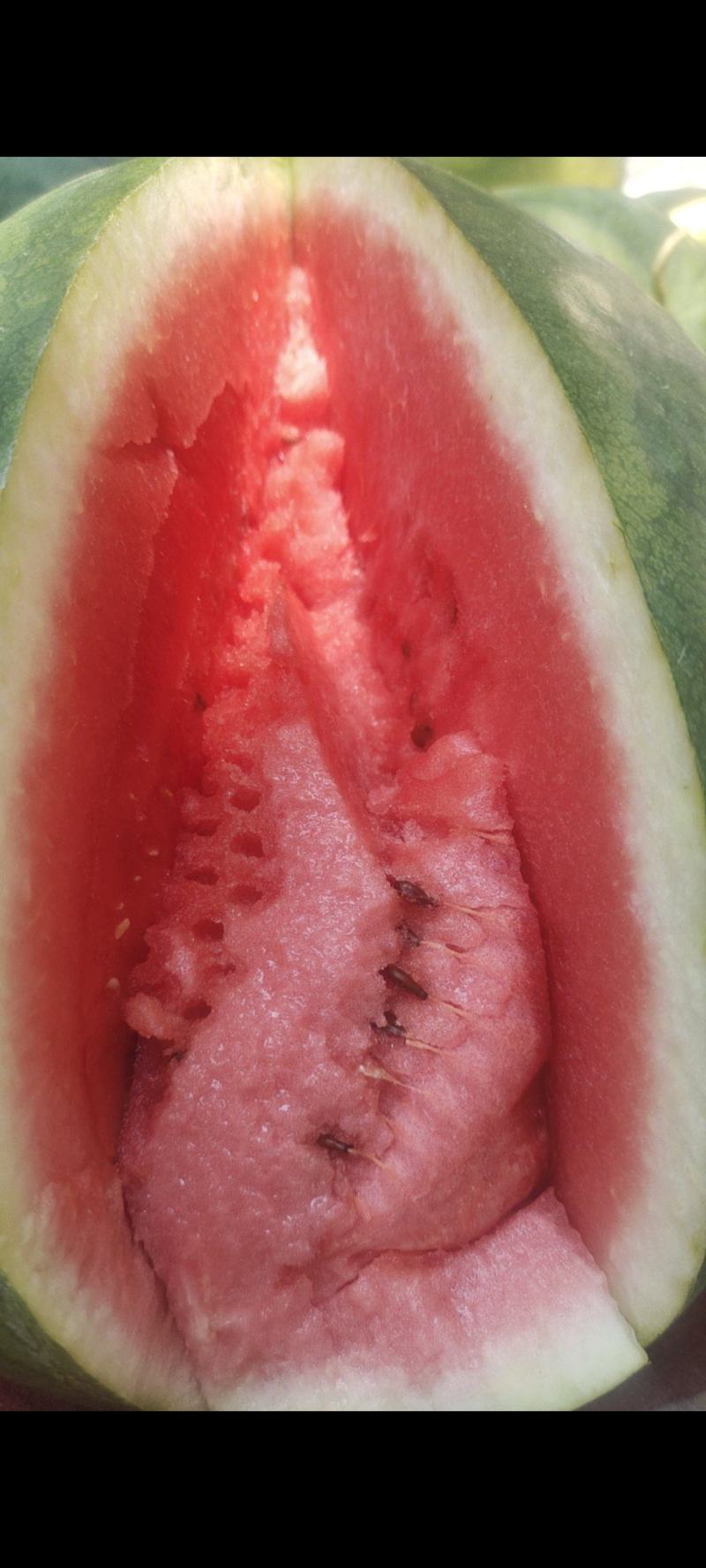 自家种植超甜西瓜