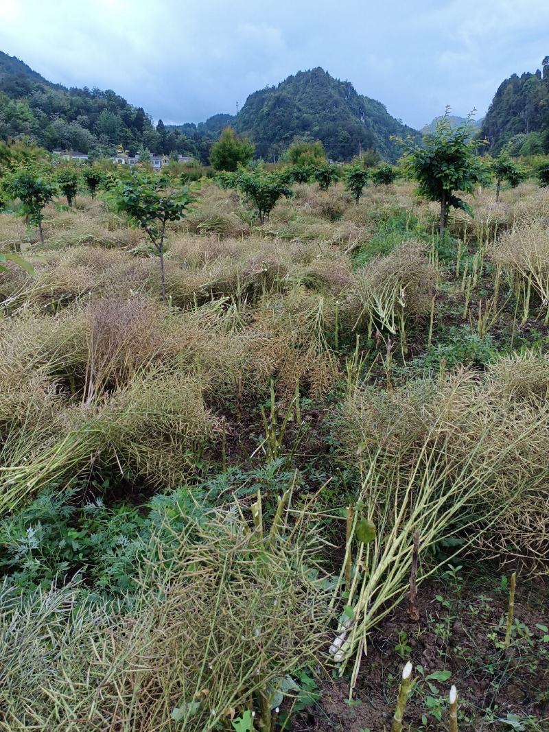 油菜籽