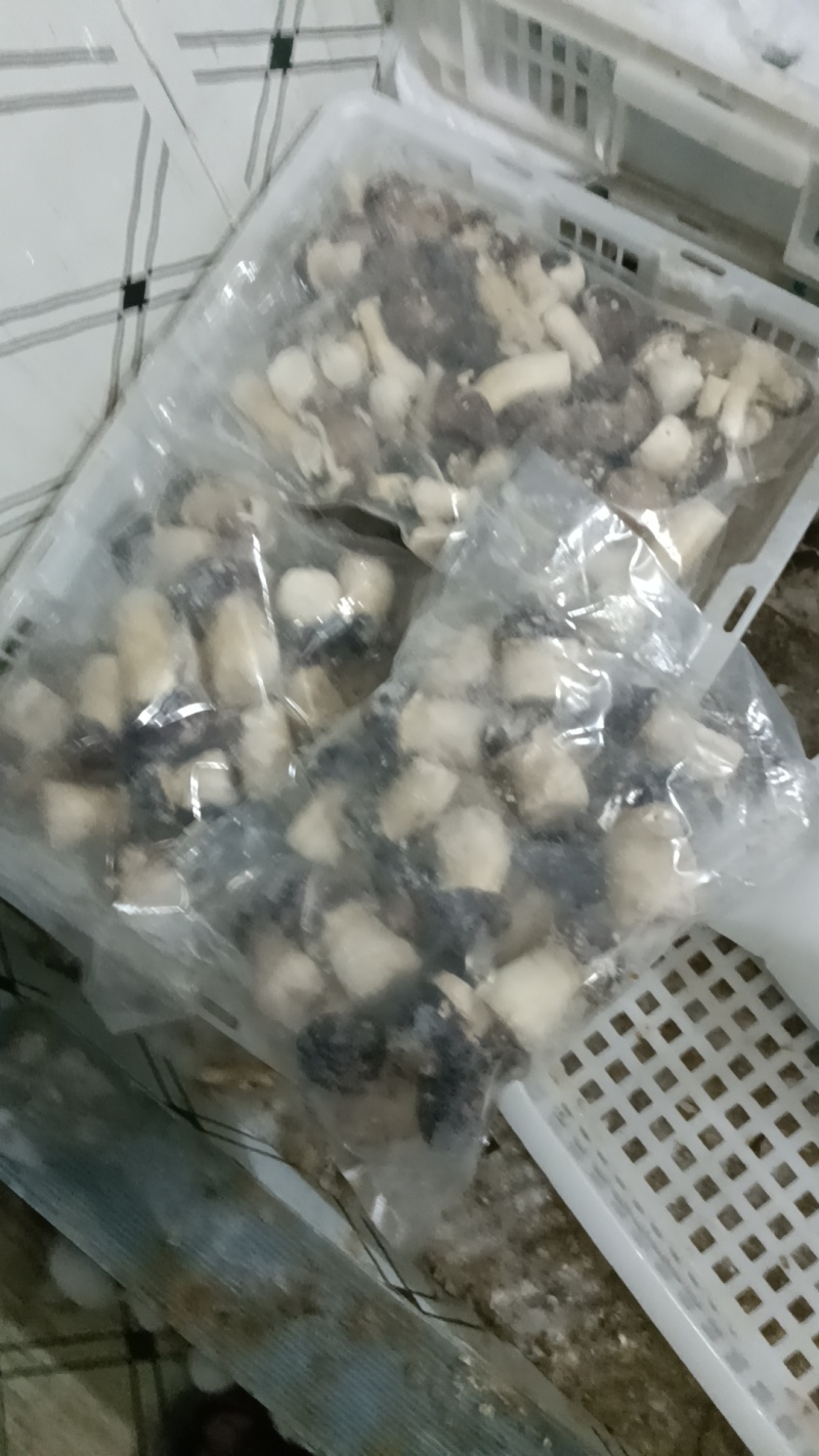 大球盖菇冻品，自家种植，味道鲜美，量大从优，欢迎大家来电