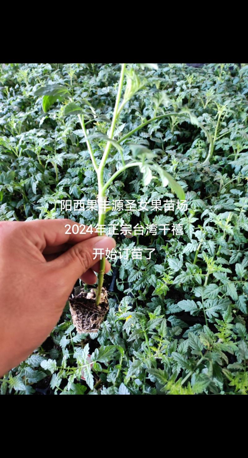 千禧圣女果苗~阳西果丰源合作社
