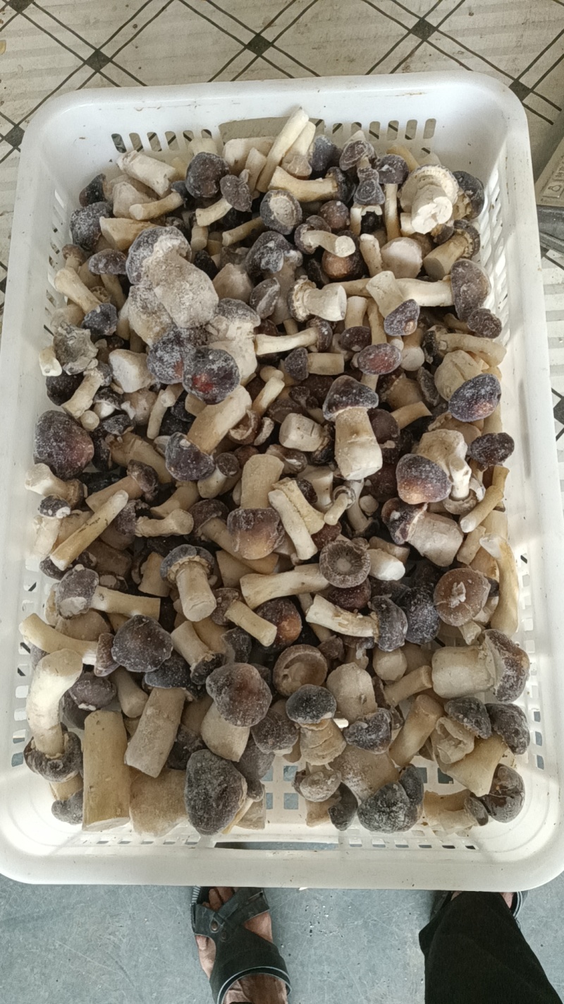 大球盖菇冻品，自家种植，味道鲜美，量大从优，欢迎大家来电
