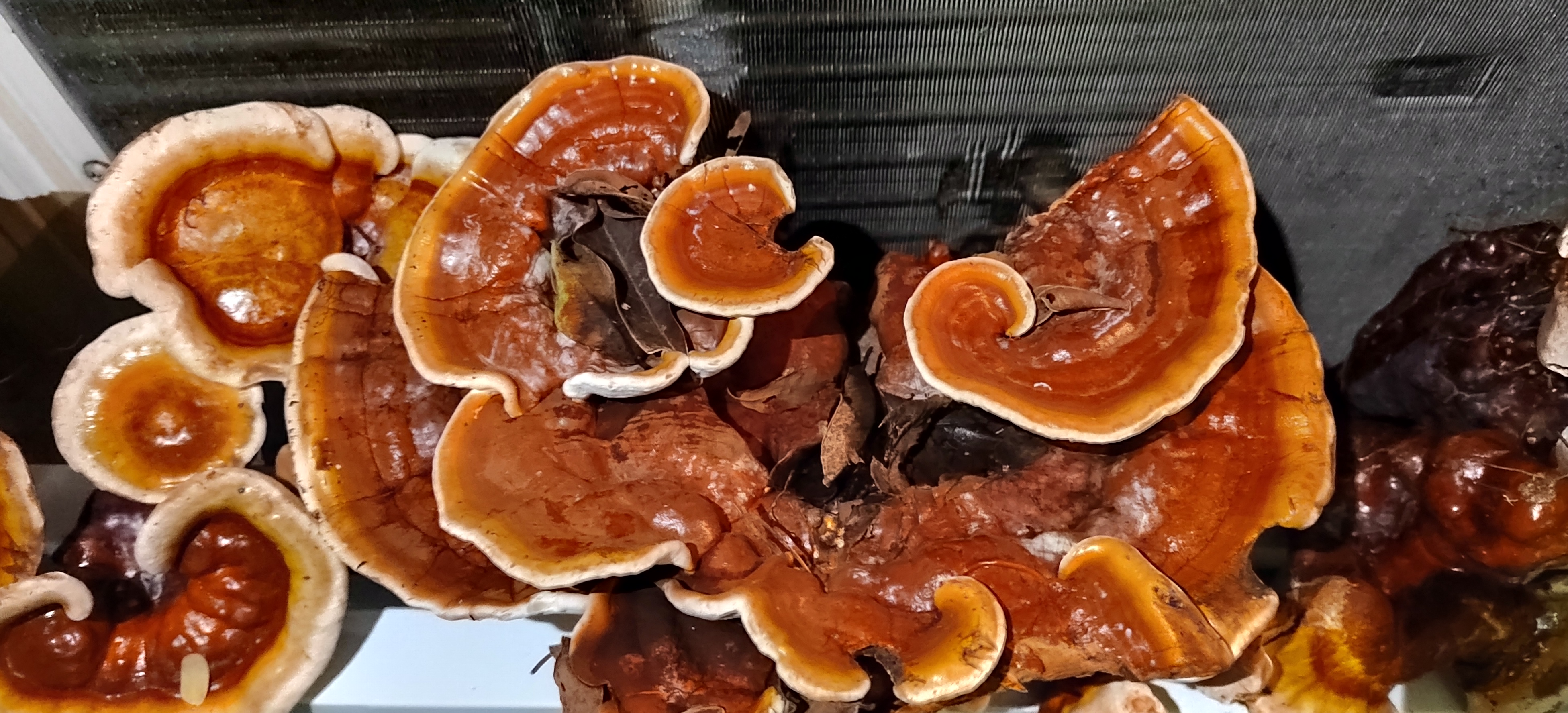 黑灵芝与红灵芝对比图