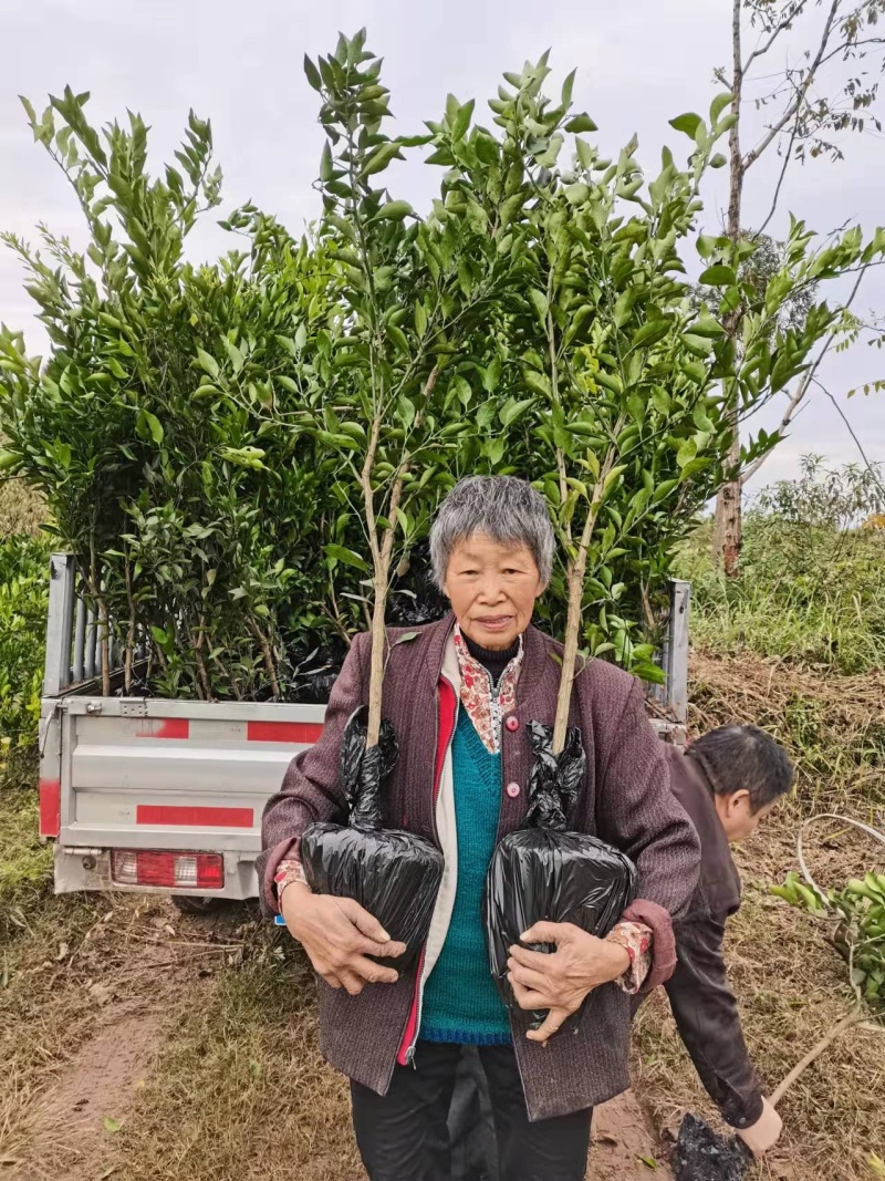 红美人柑桔苗，爱媛38号柑桔苗，个头大、果皮薄、汁水充足