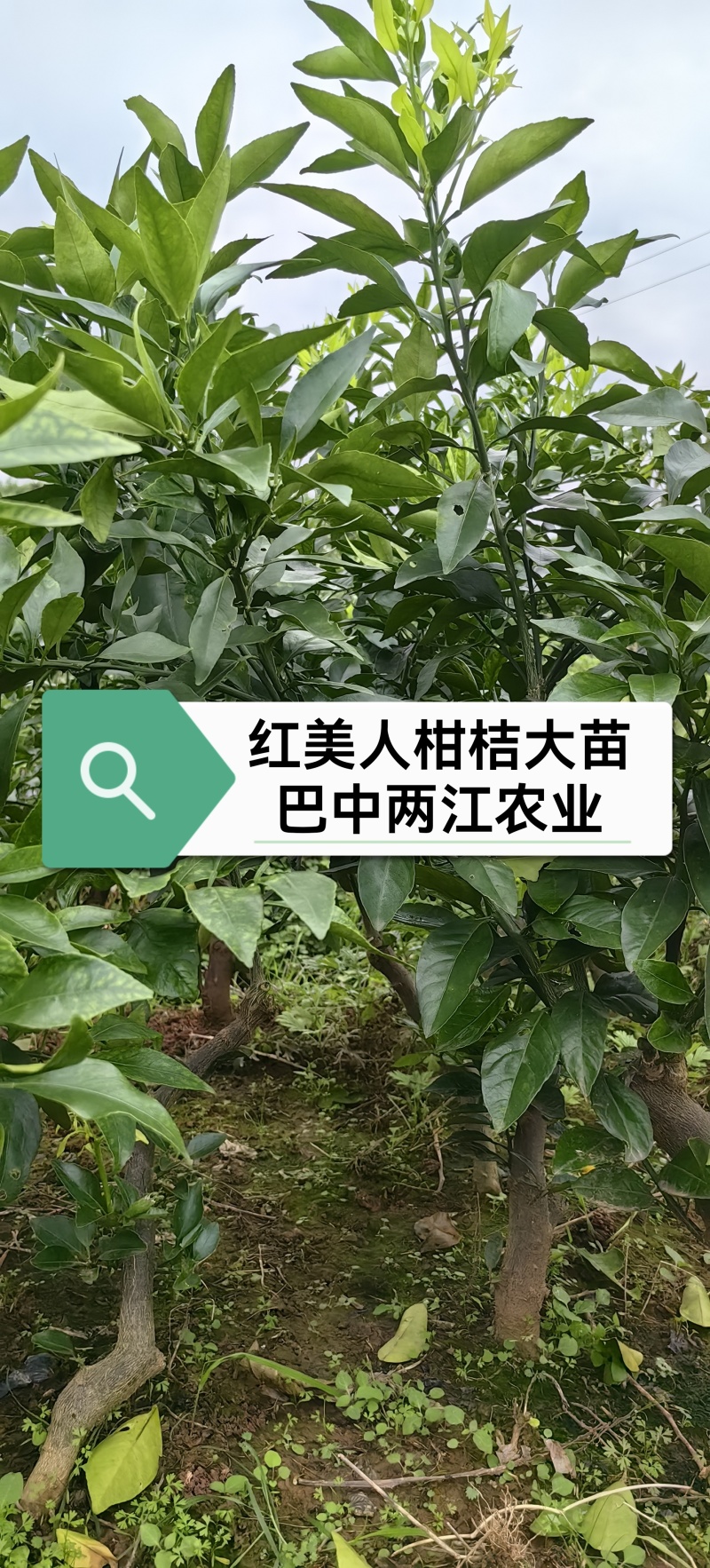 红美人柑桔苗，爱媛38号柑桔苗，个头大、果皮薄、汁水充足