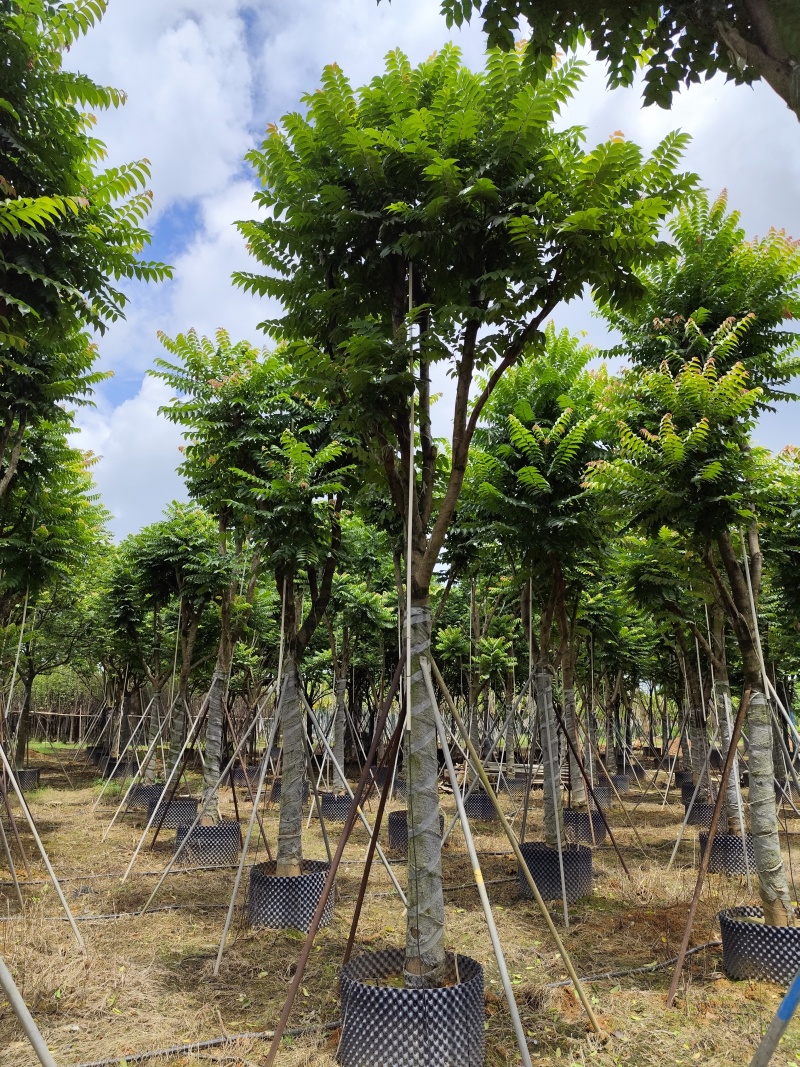 麻楝骨架货15-20公分基地直销欢迎现场考察