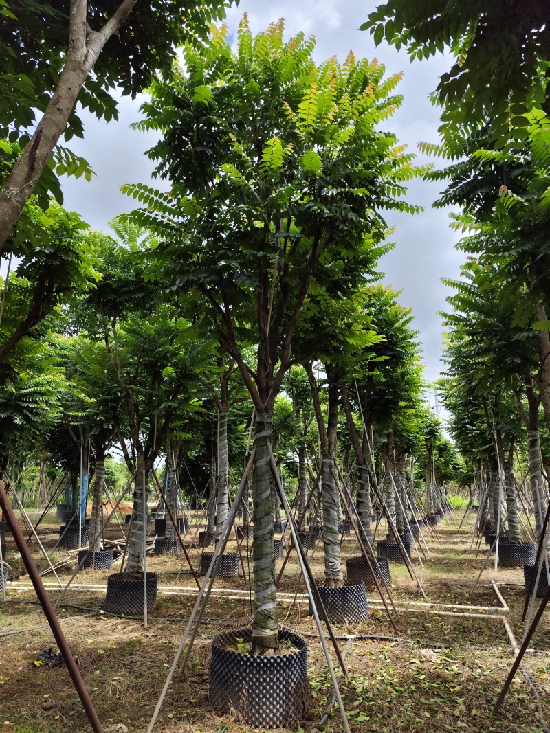 麻楝骨架货15-20公分基地直销欢迎现场考察