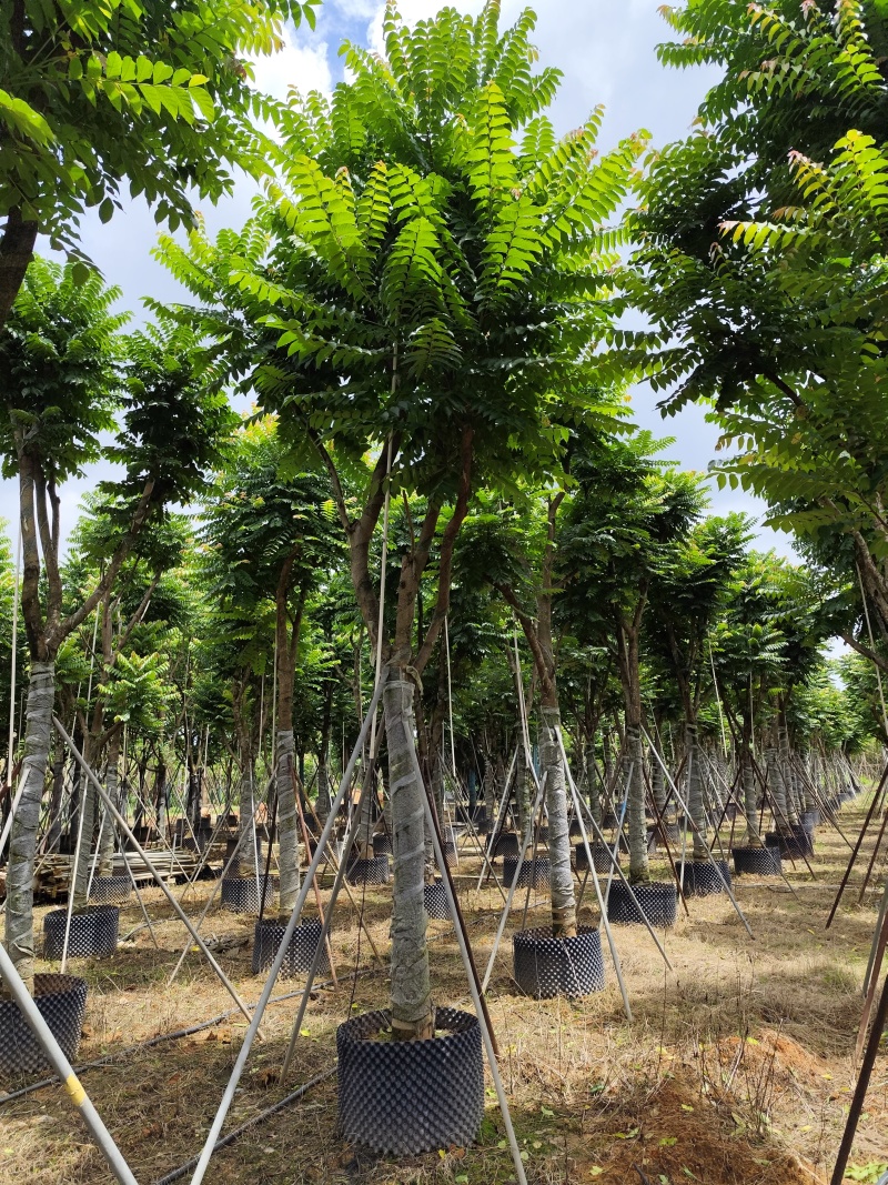 麻楝骨架货15-20公分基地直销欢迎现场考察