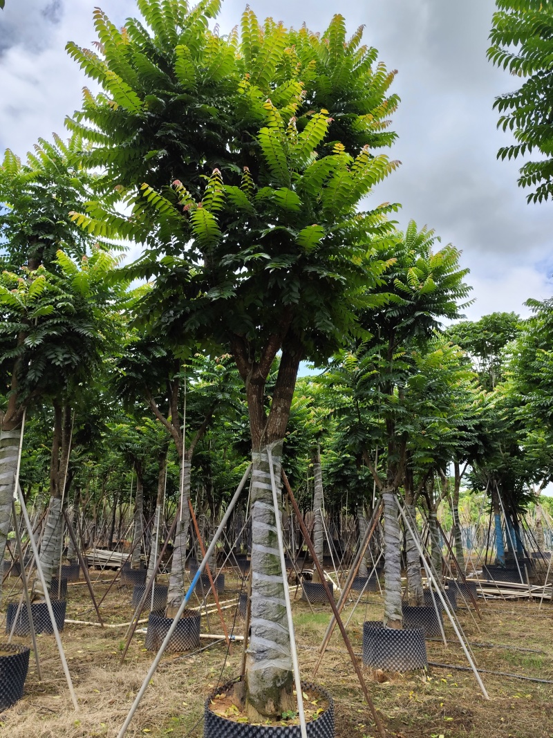 麻楝骨架货15-20公分基地直销欢迎现场考察
