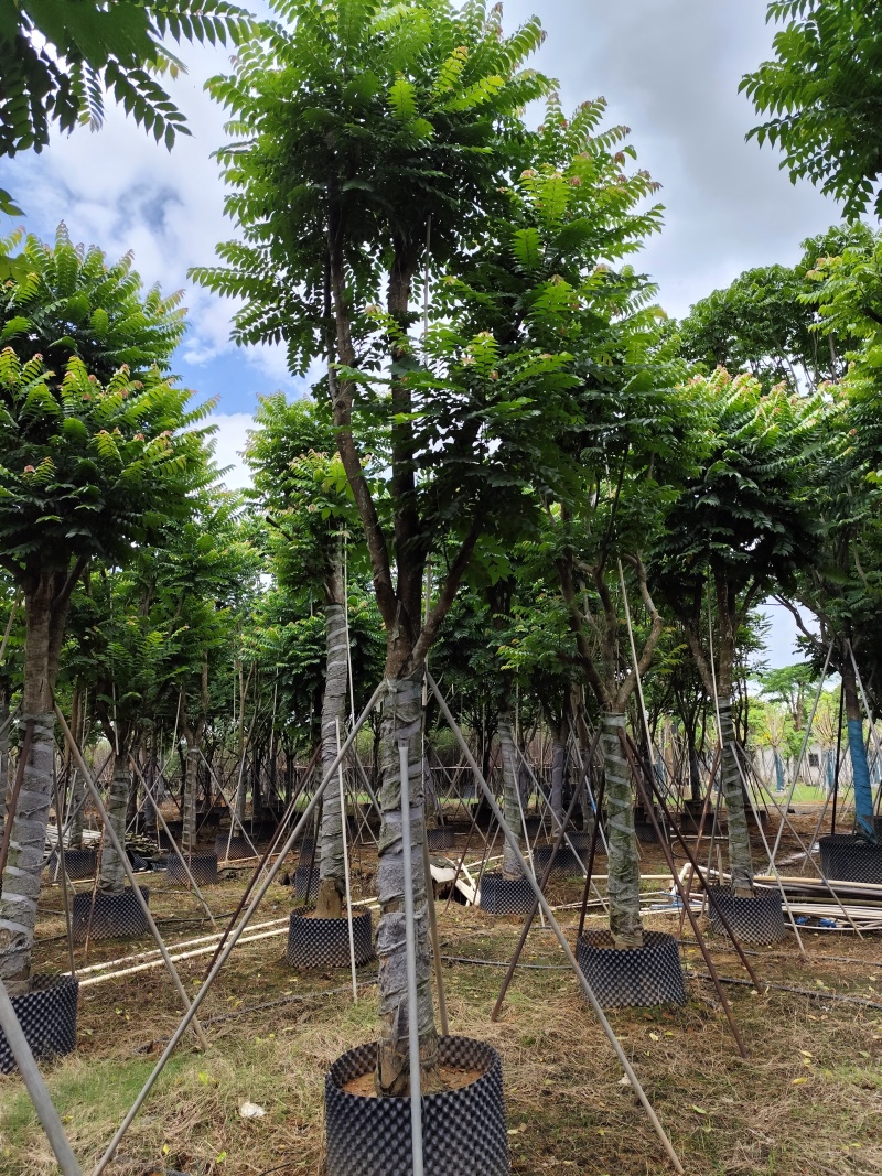 麻楝骨架货15-20公分基地直销欢迎现场考察