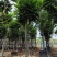 麻楝骨架货15-20公分基地直销欢迎现场考察