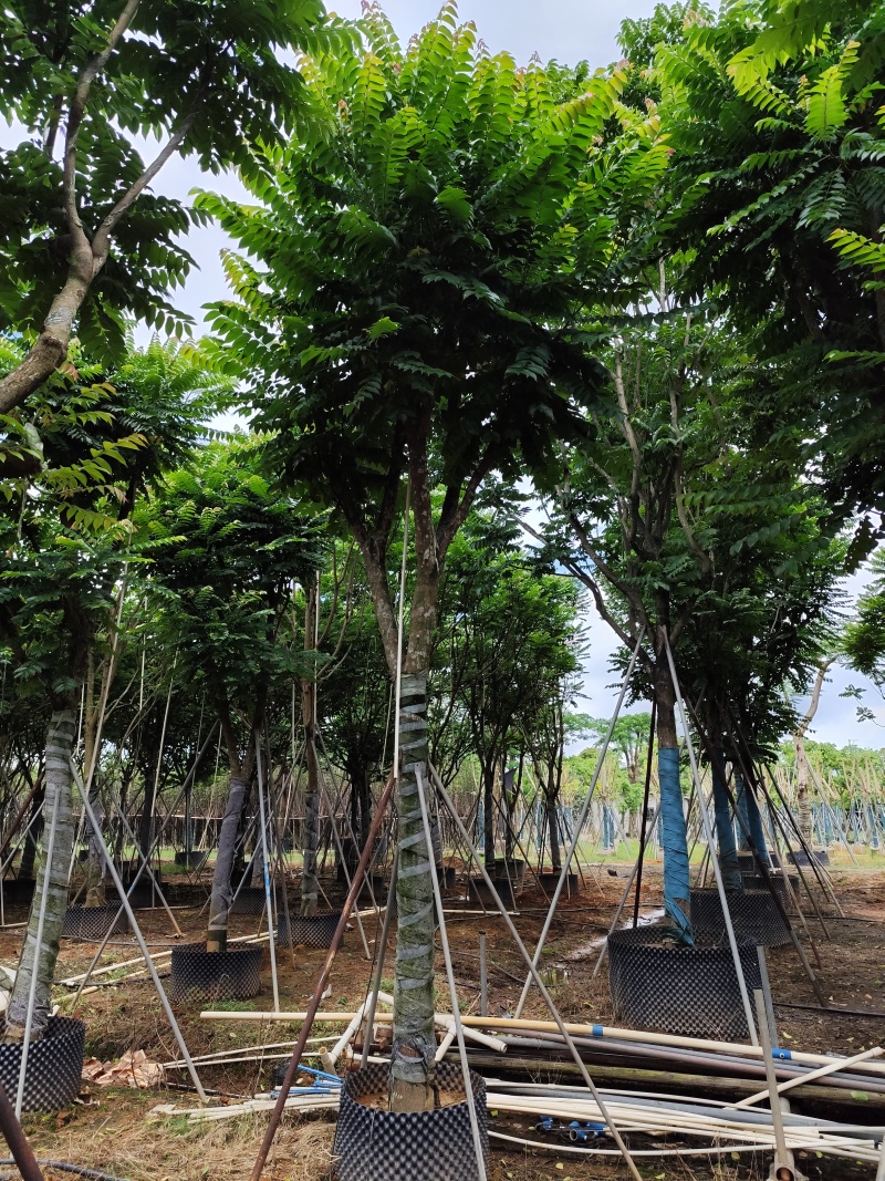 麻楝骨架货15-20公分基地直销欢迎现场考察