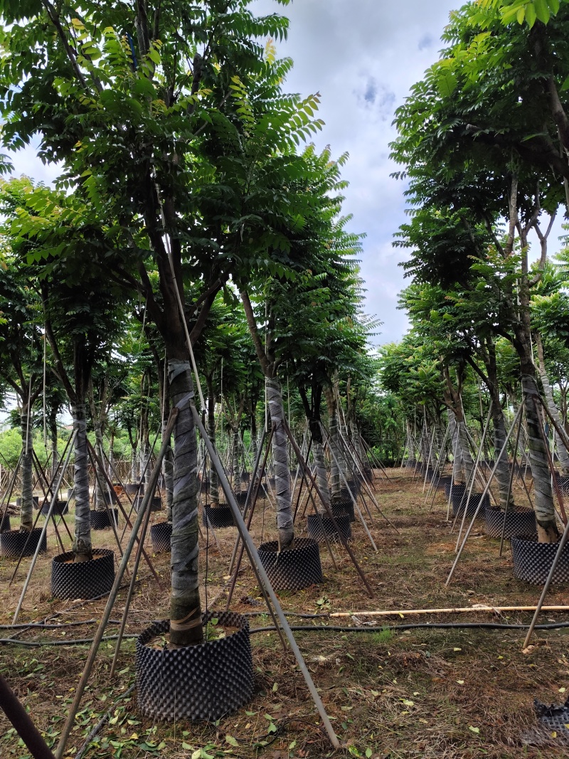 麻楝骨架货15-20公分基地直销欢迎现场考察