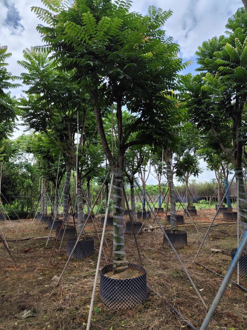 麻楝骨架货15-20公分基地直销欢迎现场考察